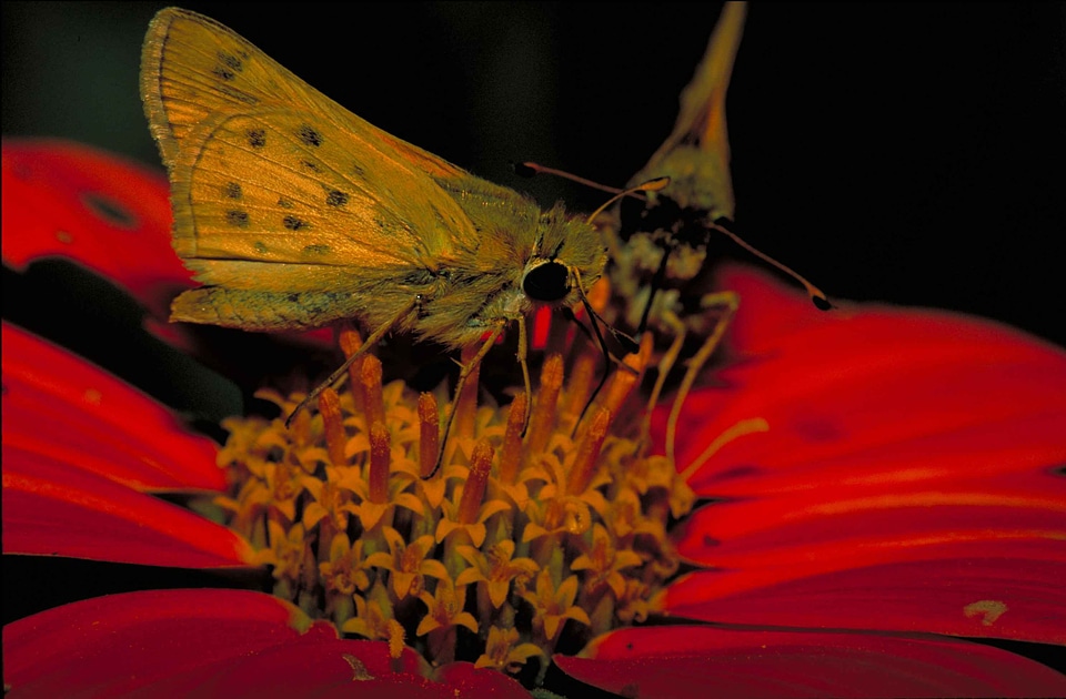 Bug butterfly captain