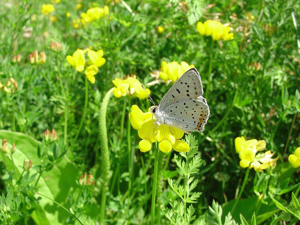 Blossoming butterfly clover