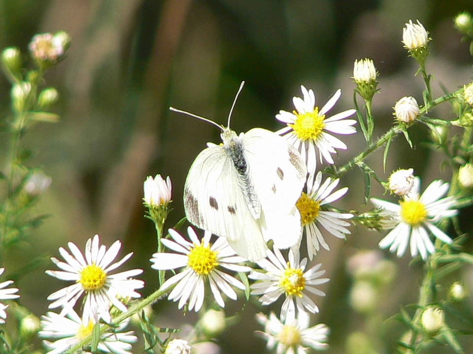 Blossom butterfly cabbage