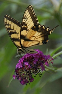 Blossom butterfly lilac