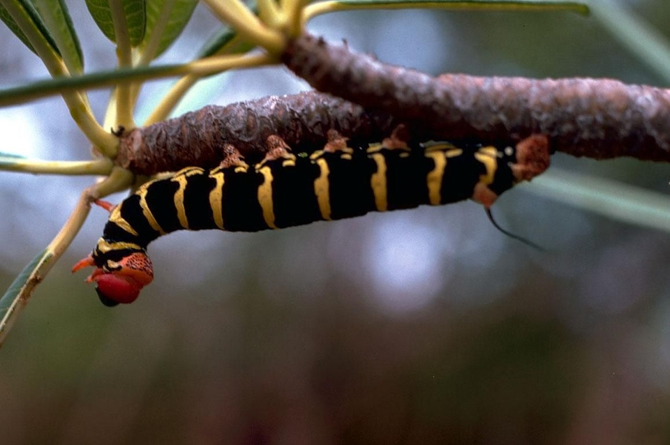 Butterfly caterpillar moth