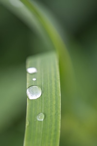Green nature spring