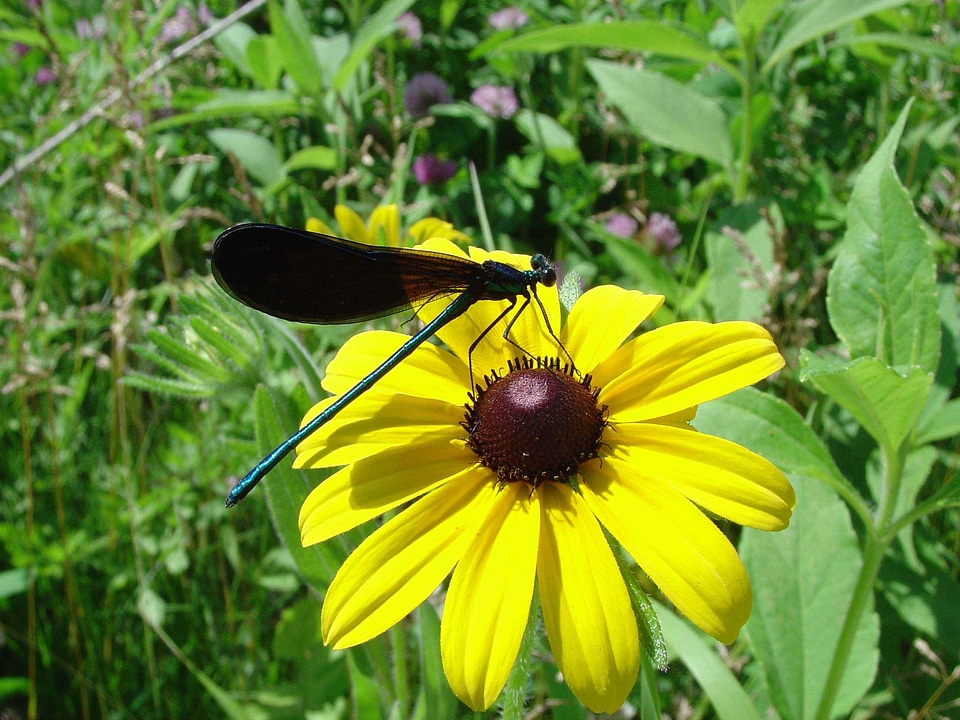 Bug butterfly ebony
