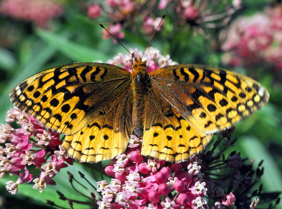 Bug butterfly Fritillaria cirrhosa