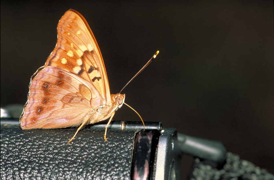 Black brown butterfly