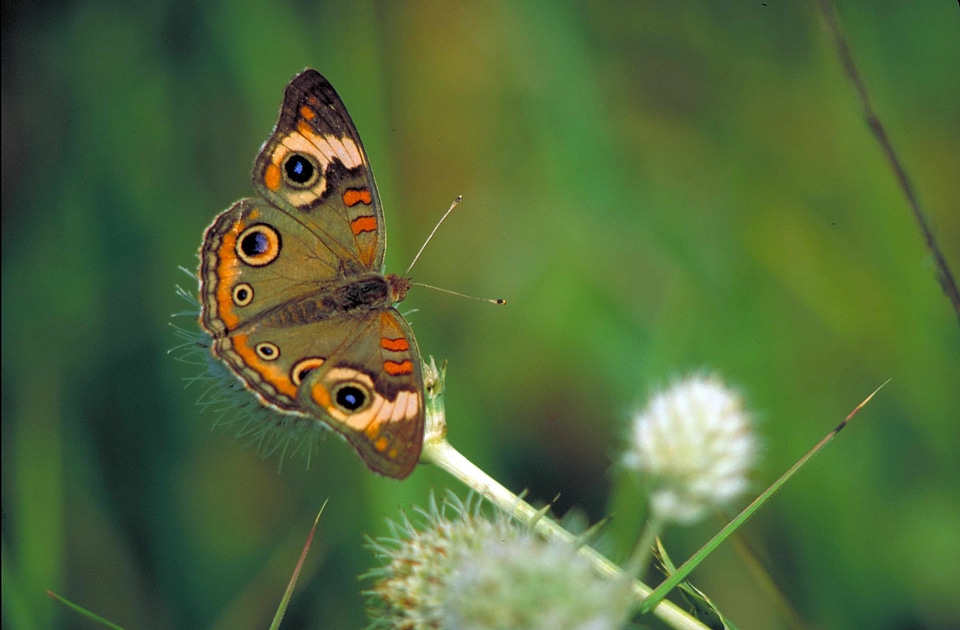Buckeye bug butterfly