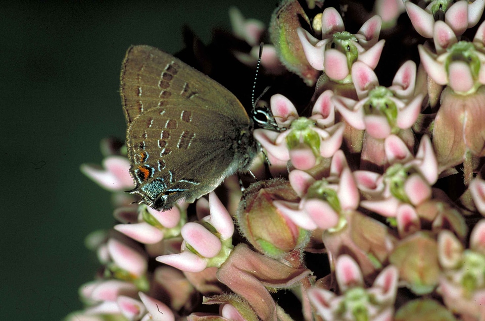 Blue brown butterfly