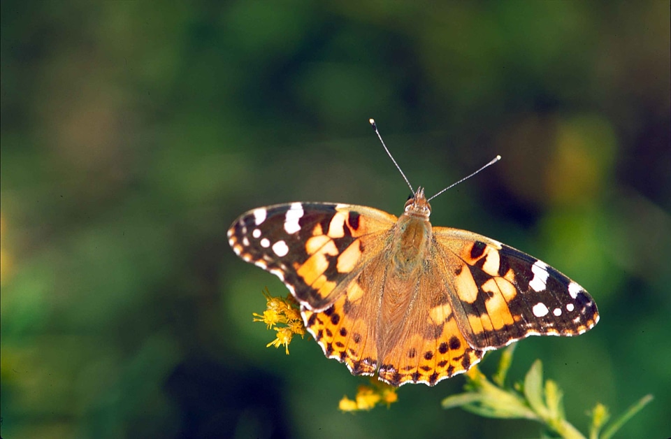 Above brown butterfly