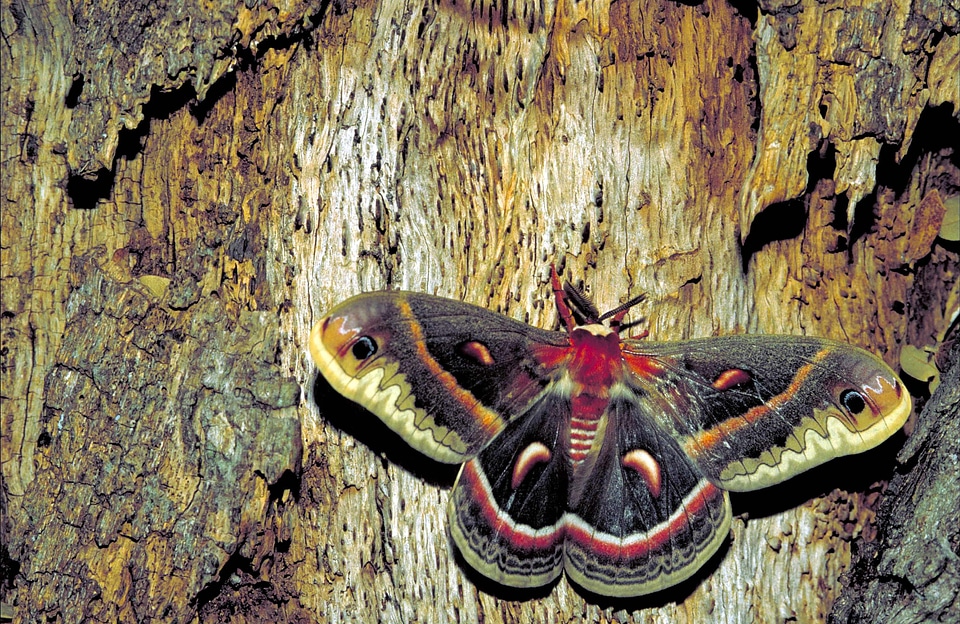 Bug butterfly Hyalophora cecropia