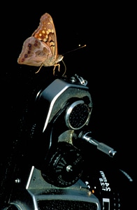 Brown butterfly camera