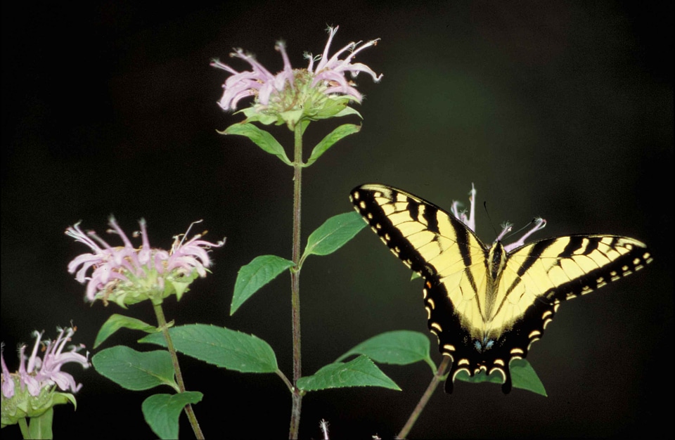 Black blossoming butterfly