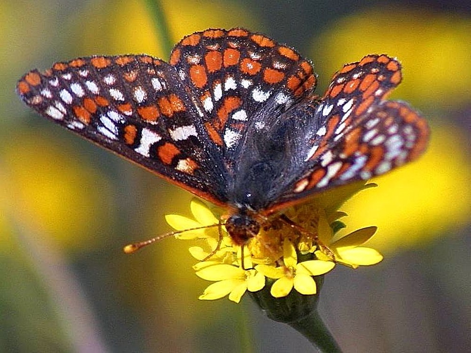 Butterfly flowers 