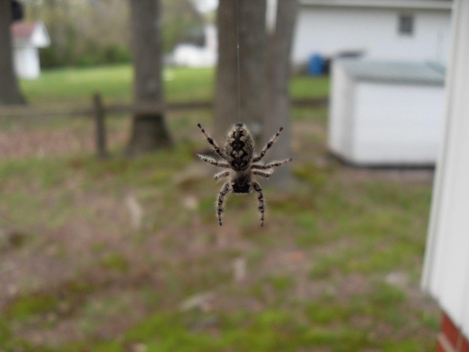 Hanging spider photo