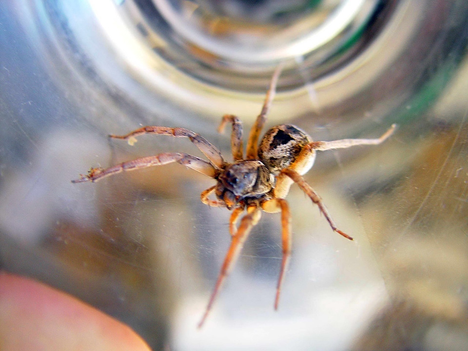Spider  