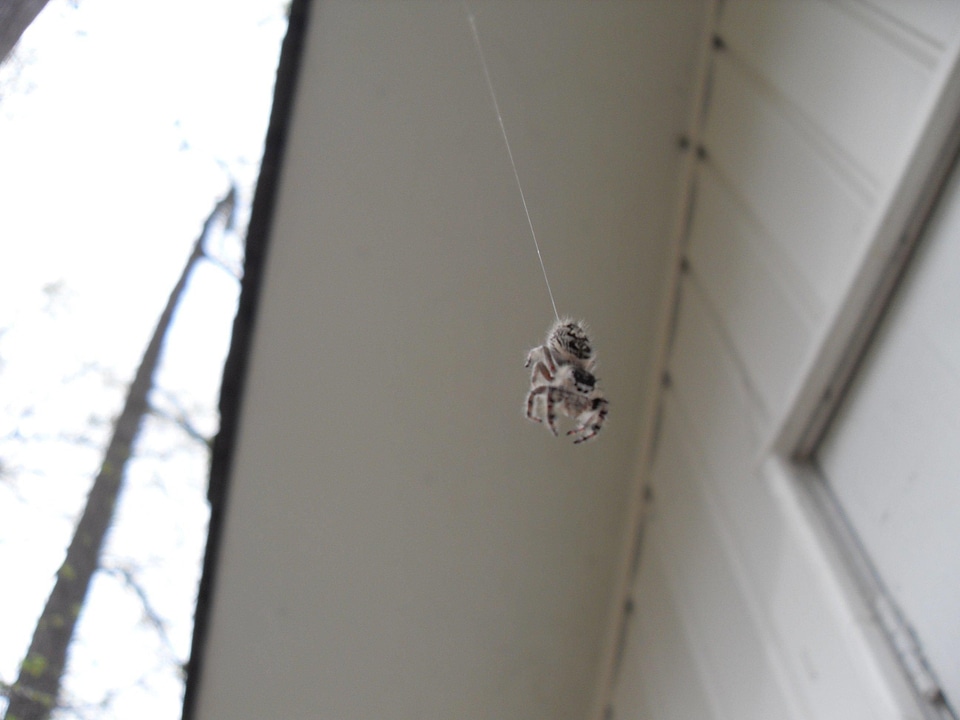 Hanging spider wall photo