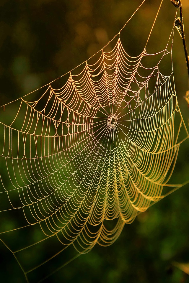 Dawn spider spider web