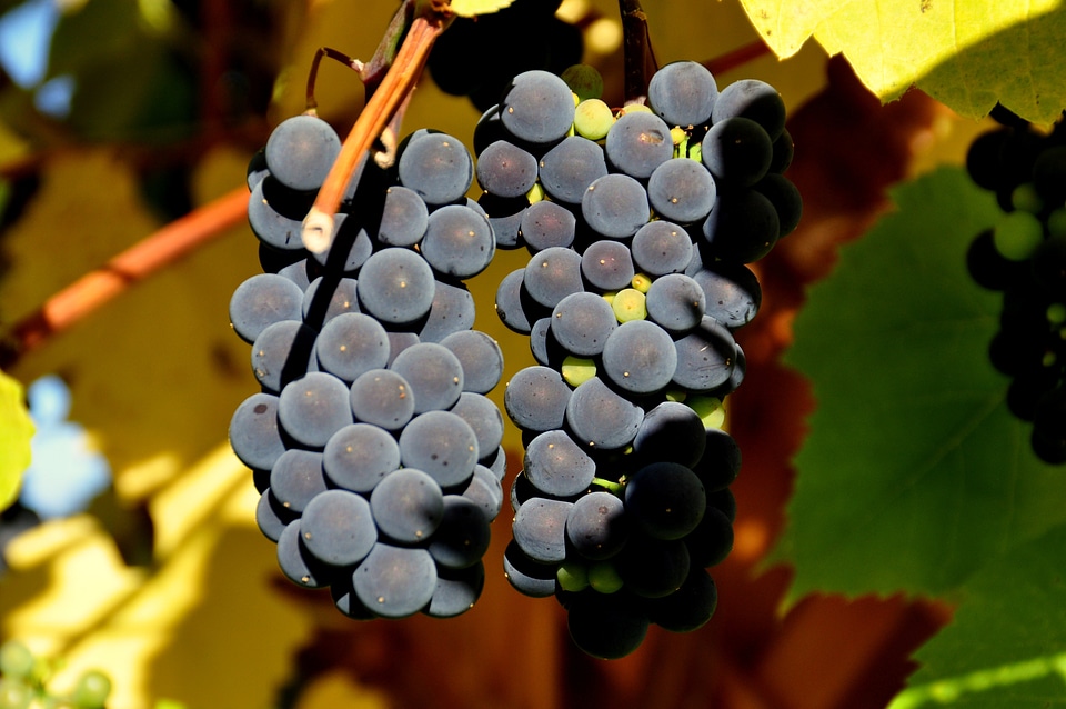 Wine grapes red wine