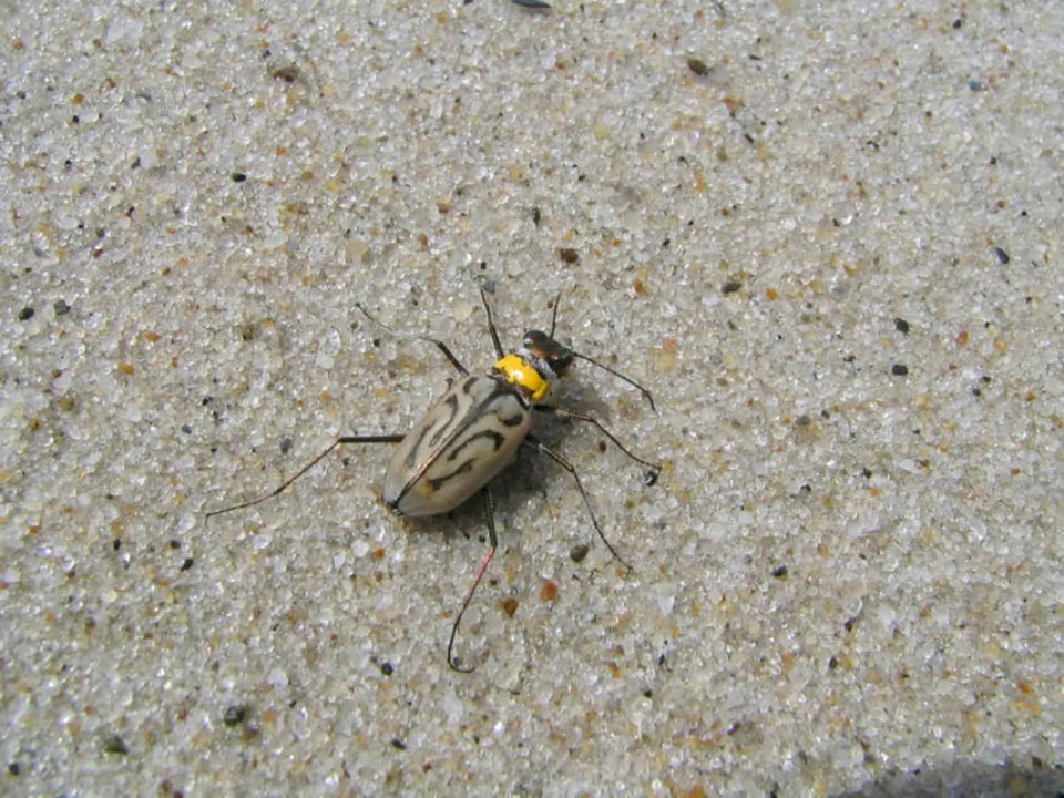 Beetle bug Cicindelinae carabidae
