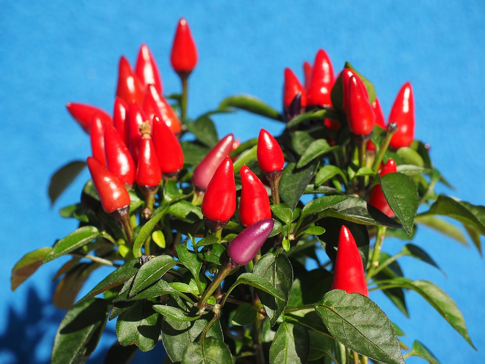 Violet red capsicum salsa