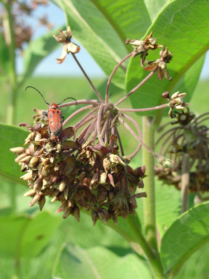 Asclepias Syriaca beetle bloom