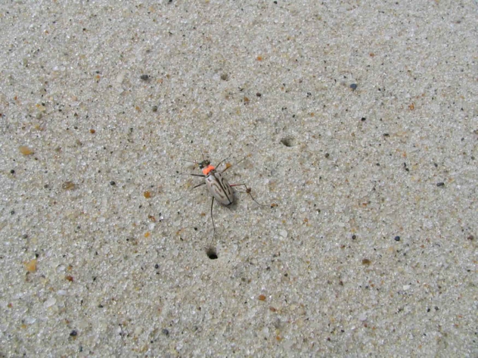 Beetle Cicindelinae carabidae phylum