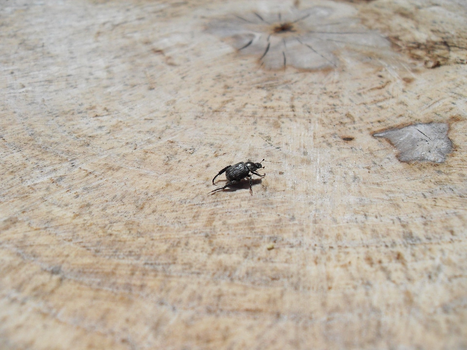 Black little stump