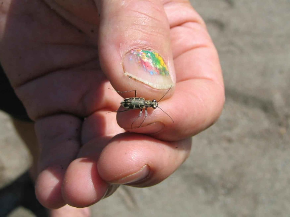 Beetle Cicindelinae carabidae hand