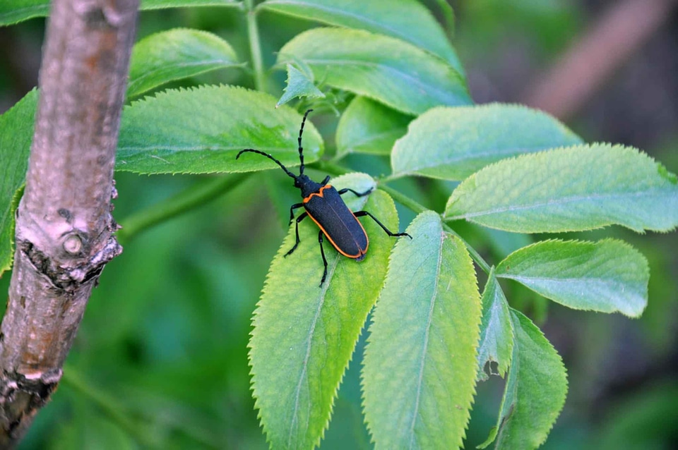 Beetle canada longhorn