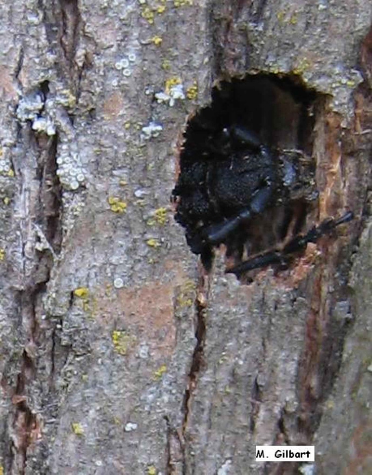 Beetle bug canada