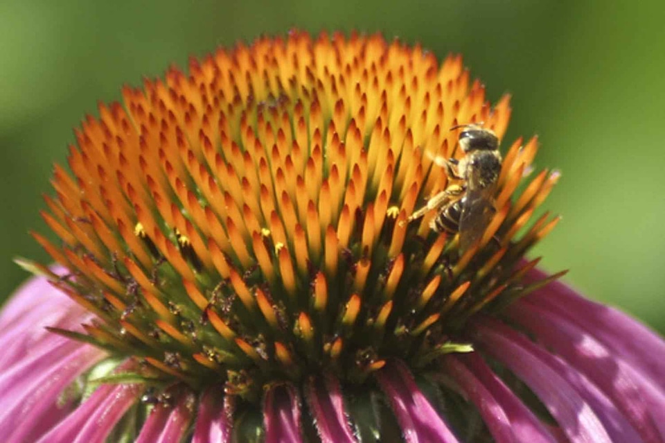 Bee cornflower honey