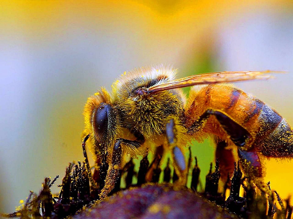 Beautiful Photo bee bug
