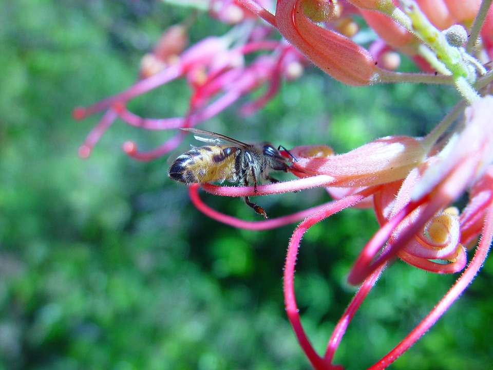 Bee beverage blossom