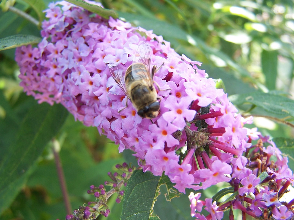Bee blossom lilac