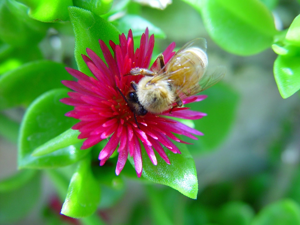 Bee blossom bug