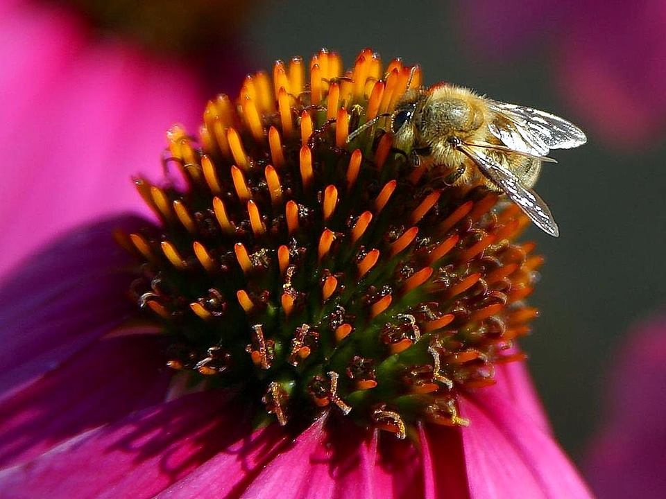 Flowers macro 