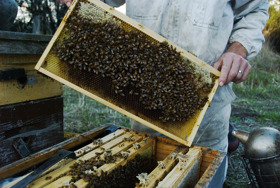 Beehive  
