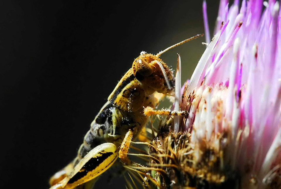 Blossom bug hanging