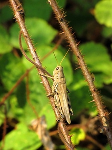 Bug close-up lawn photo