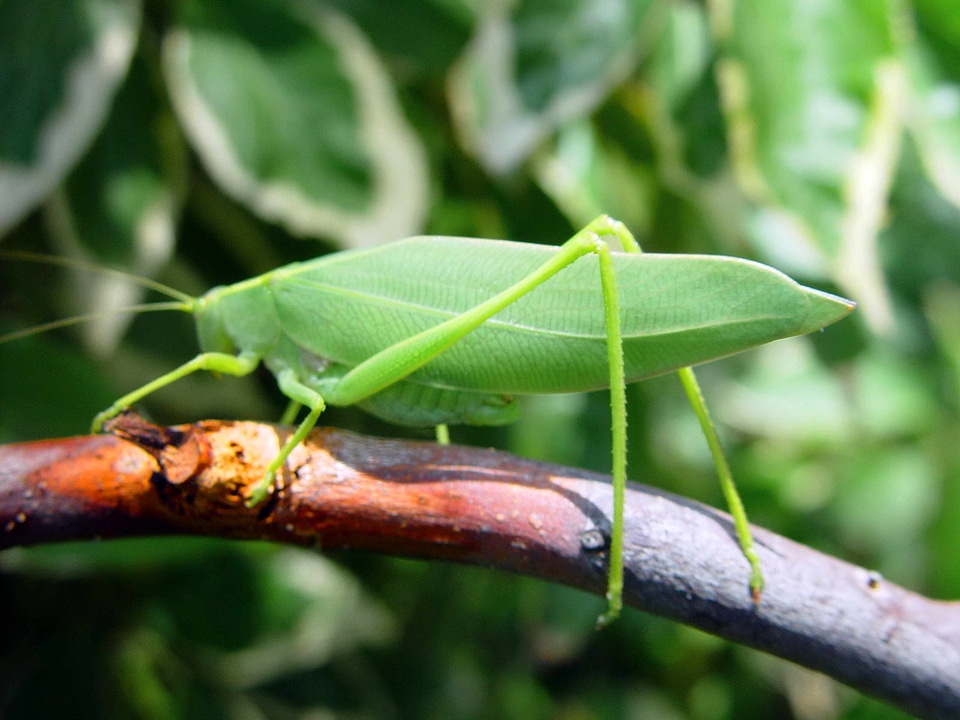 Leaf  