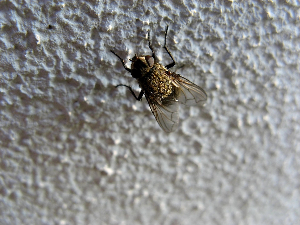 Wall  