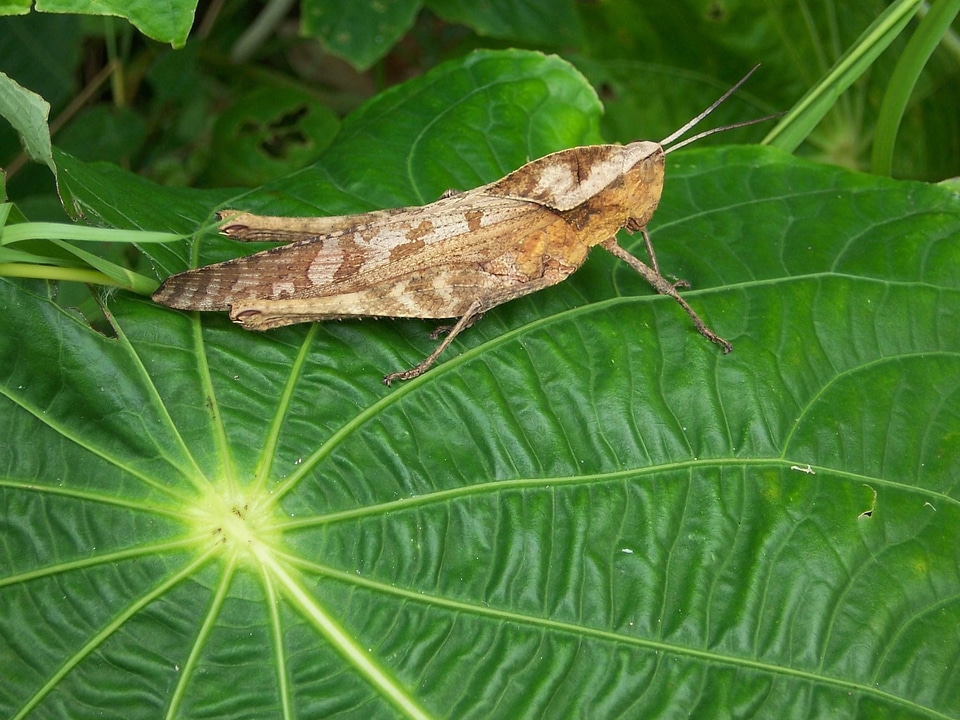 Bug  