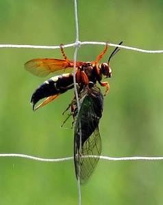 Bug cicada cutthroat