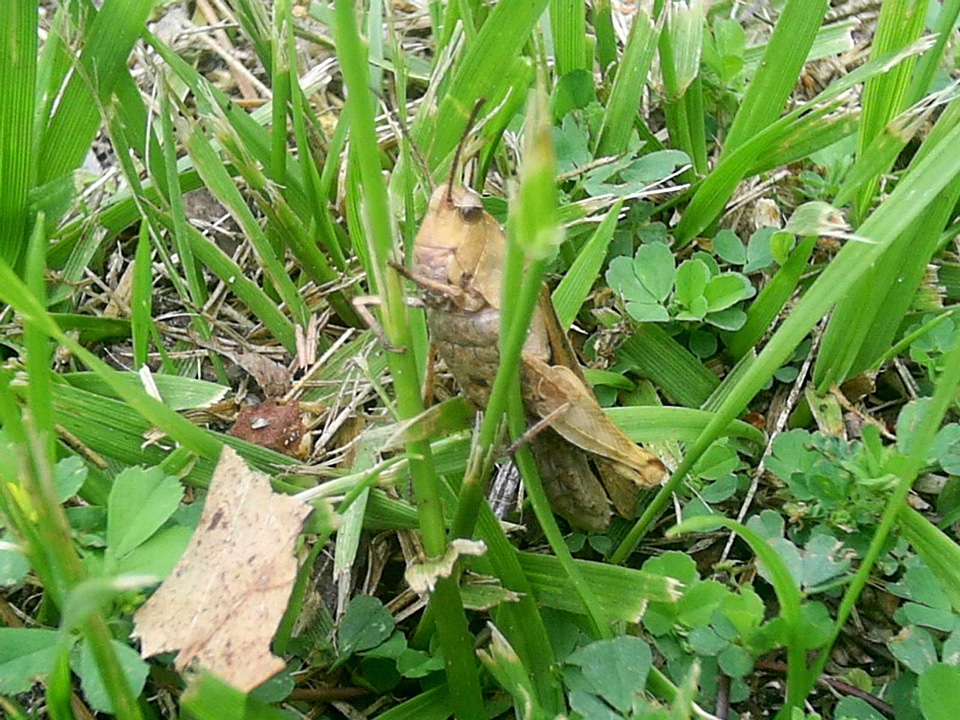 Brown grass plants little