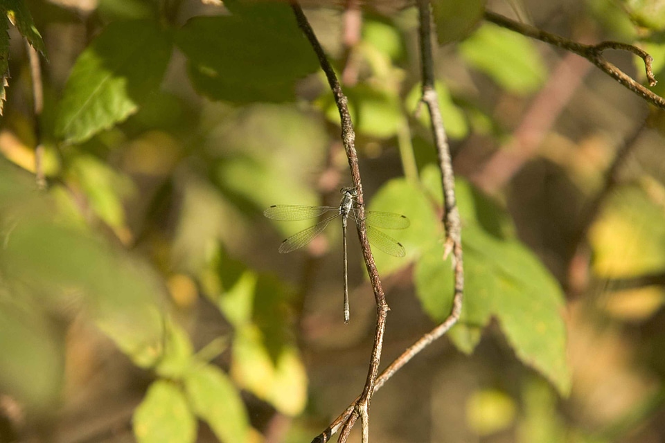 Dragonfly habitat natural