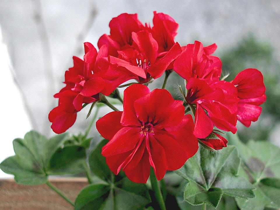 Bloom plant red