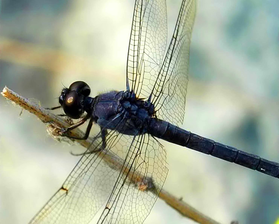 Bug dragonfly lancet