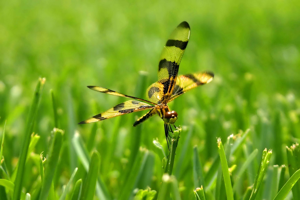 Bug close-up dragonfly