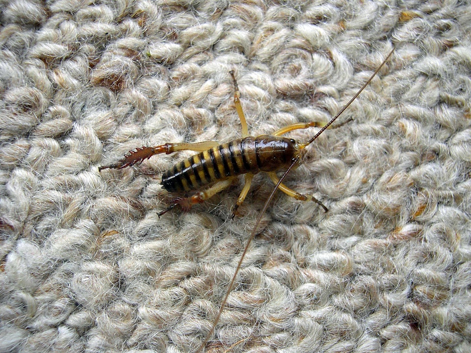 Bug close-up 