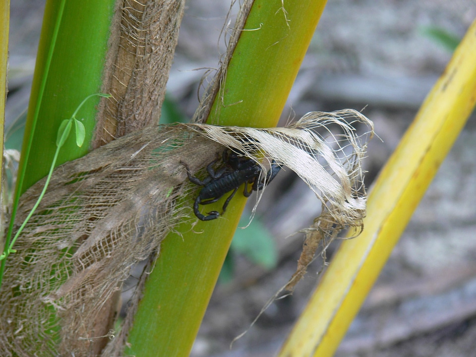Arthropod black scorpion