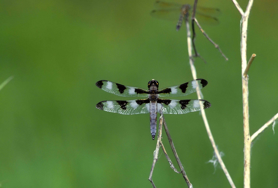 Bug dragonfly lights
